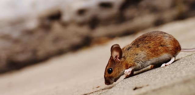 Les appareils à ultrasons pour faire fuir les rongeurs : souris et rats –  Avant Gardening