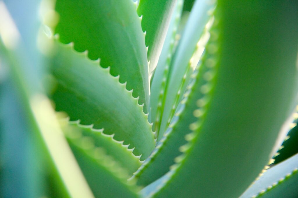 Aloe vera