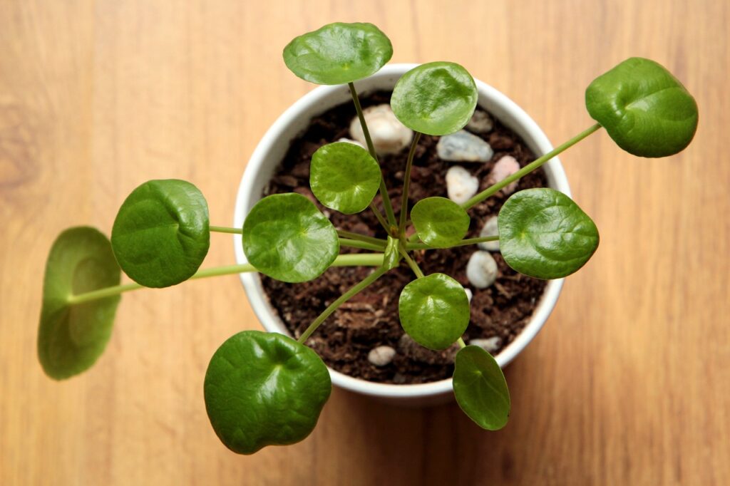 Le pilea