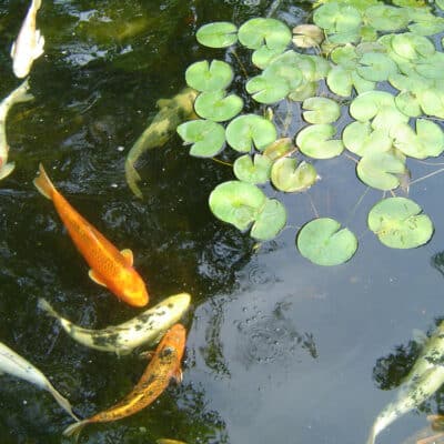 Étang avec poissons et nénuphars