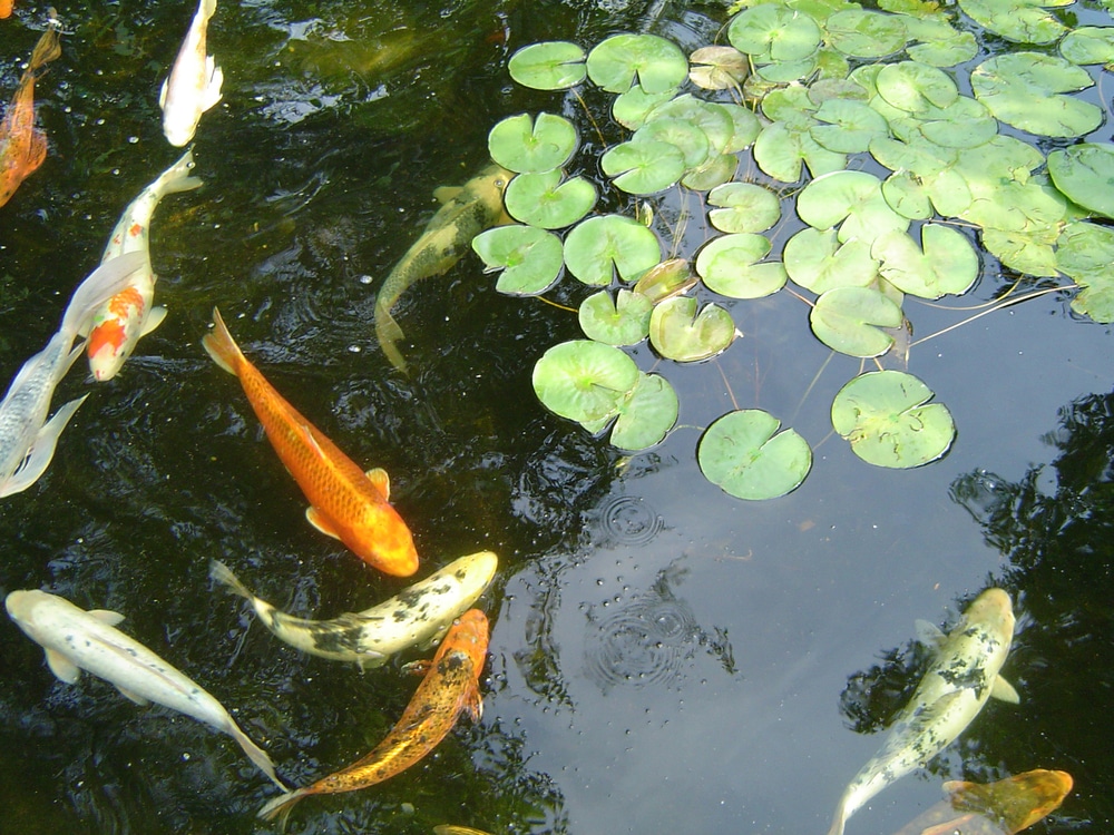 Étang avec poissons et nénuphars