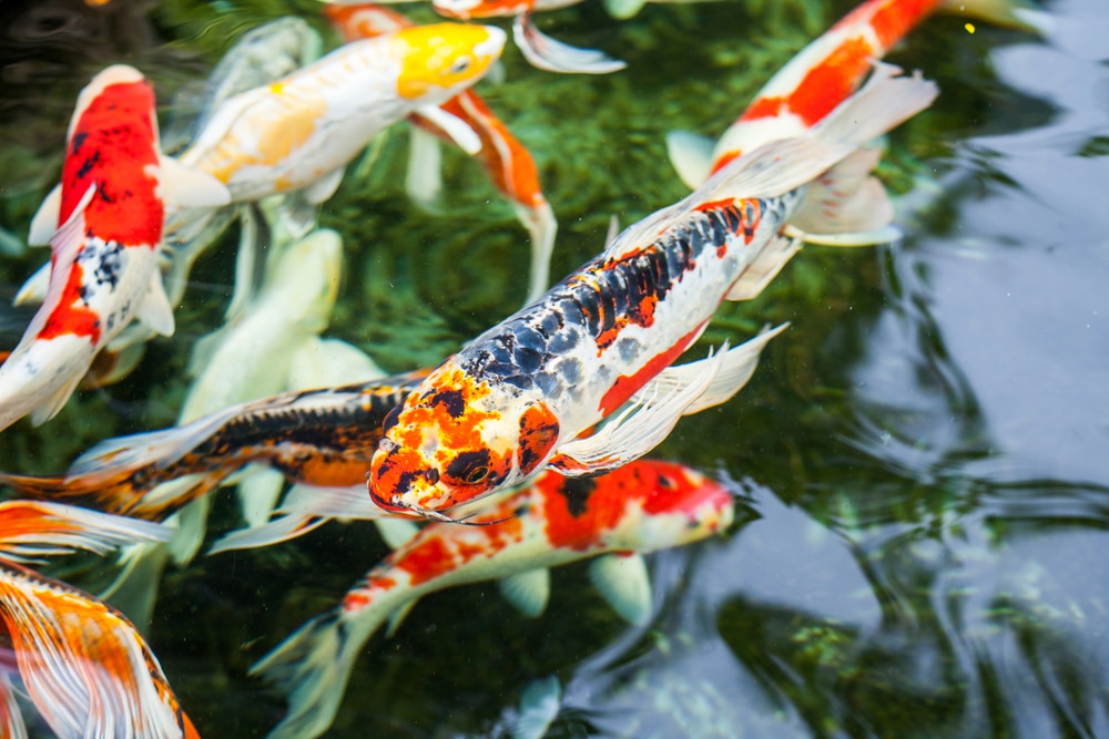 Plusieurs carpes colorées dans l’eau